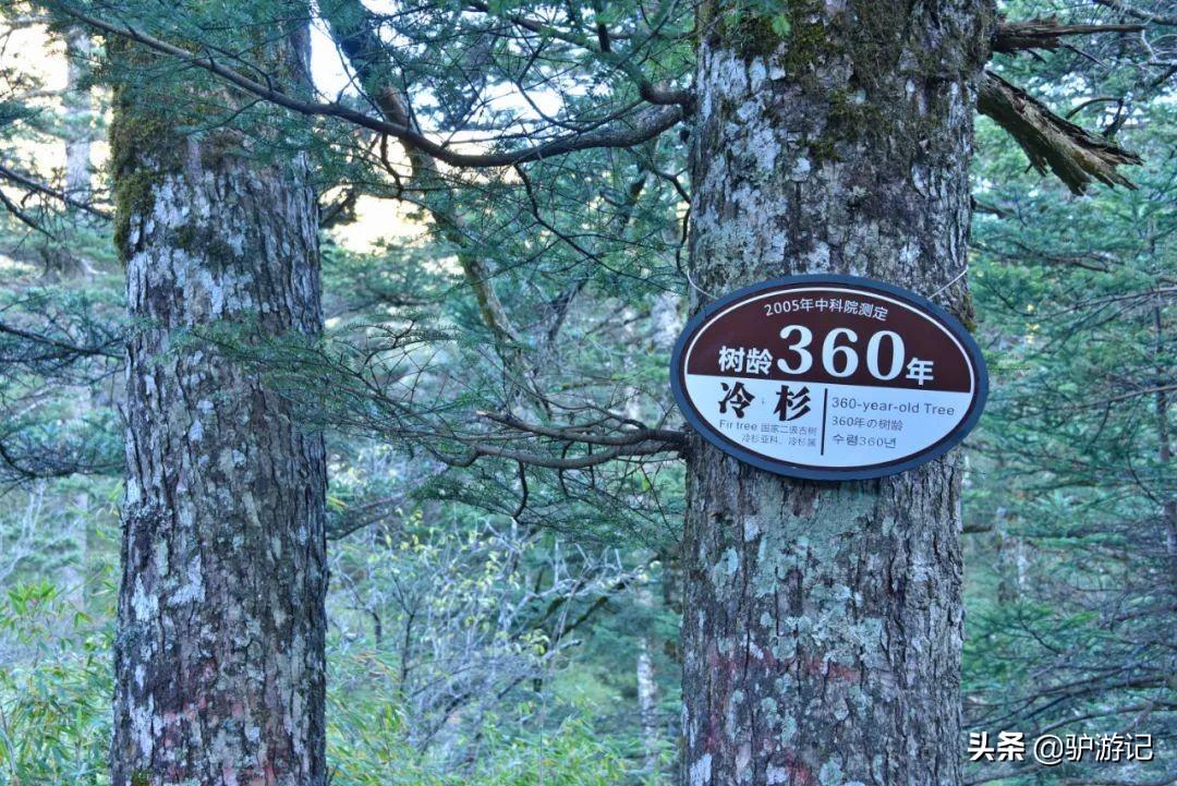 神农架武当山旅游攻略-湖北神农架武当山旅游攻略(图45) 湖北神农架武当山旅游攻略_武当山神农架四日游_神农架武当山旅游攻略