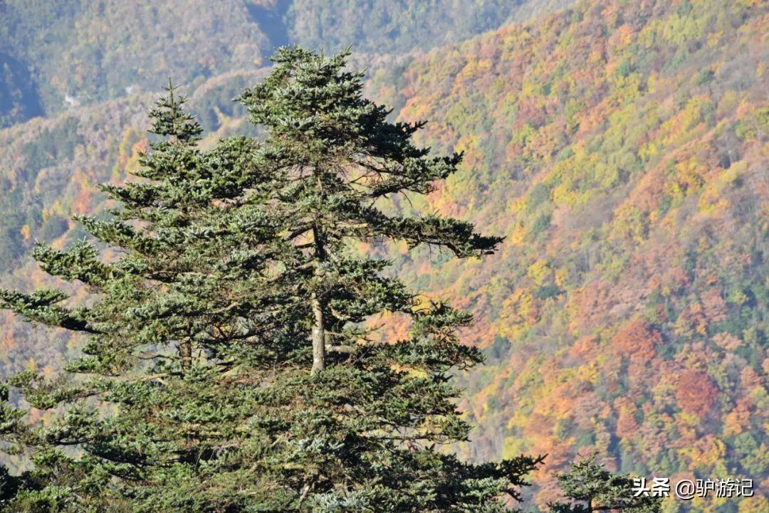 神农架武当山旅游攻略-湖北神农架武当山旅游攻略(图50) 武当山神农架四日游_神农架武当山旅游攻略_湖北神农架武当山旅游攻略