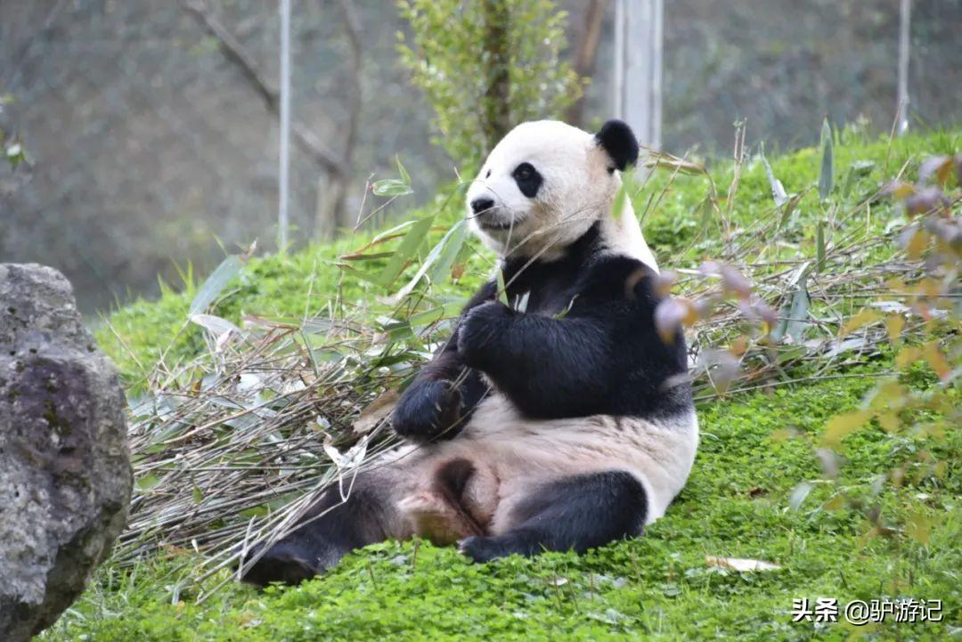 神农架武当山旅游攻略-湖北神农架武当山旅游攻略(图53) 湖北神农架武当山旅游攻略_武当山神农架四日游_神农架武当山旅游攻略