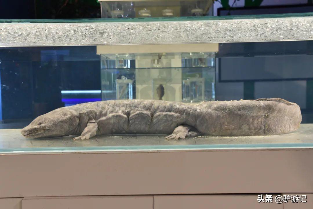 神农架武当山旅游攻略-湖北神农架武当山旅游攻略(图54) 湖北神农架武当山旅游攻略_神农架武当山旅游攻略_武当山神农架四日游