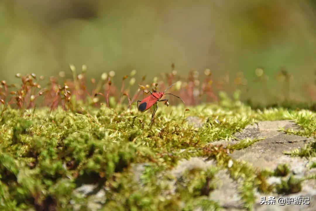 神农架武当山旅游攻略-湖北神农架武当山旅游攻略(图62) 武当山神农架四日游_神农架武当山旅游攻略_湖北神农架武当山旅游攻略