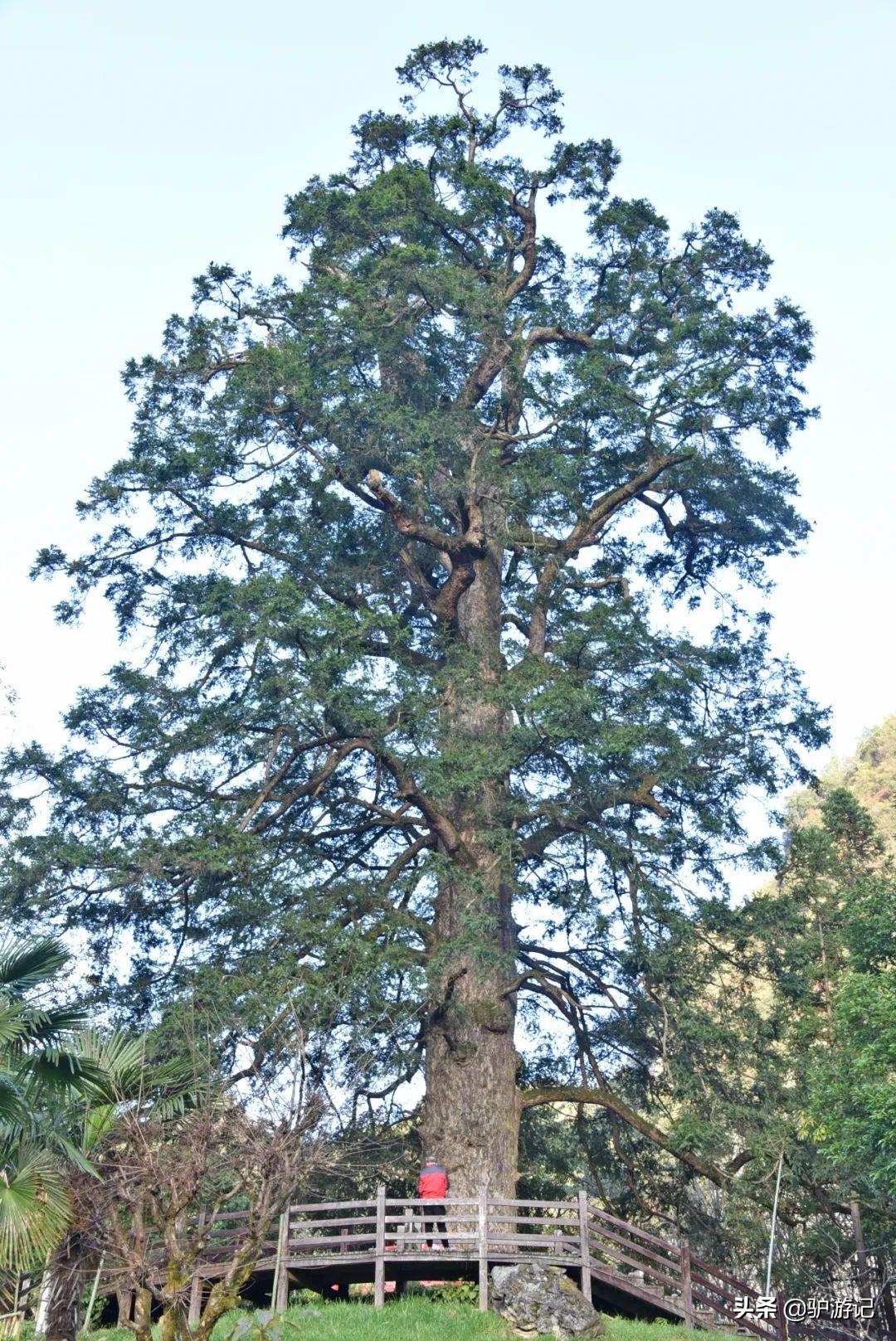 神农架武当山旅游攻略-湖北神农架武当山旅游攻略(图68) 武当山神农架四日游_神农架武当山旅游攻略_湖北神农架武当山旅游攻略