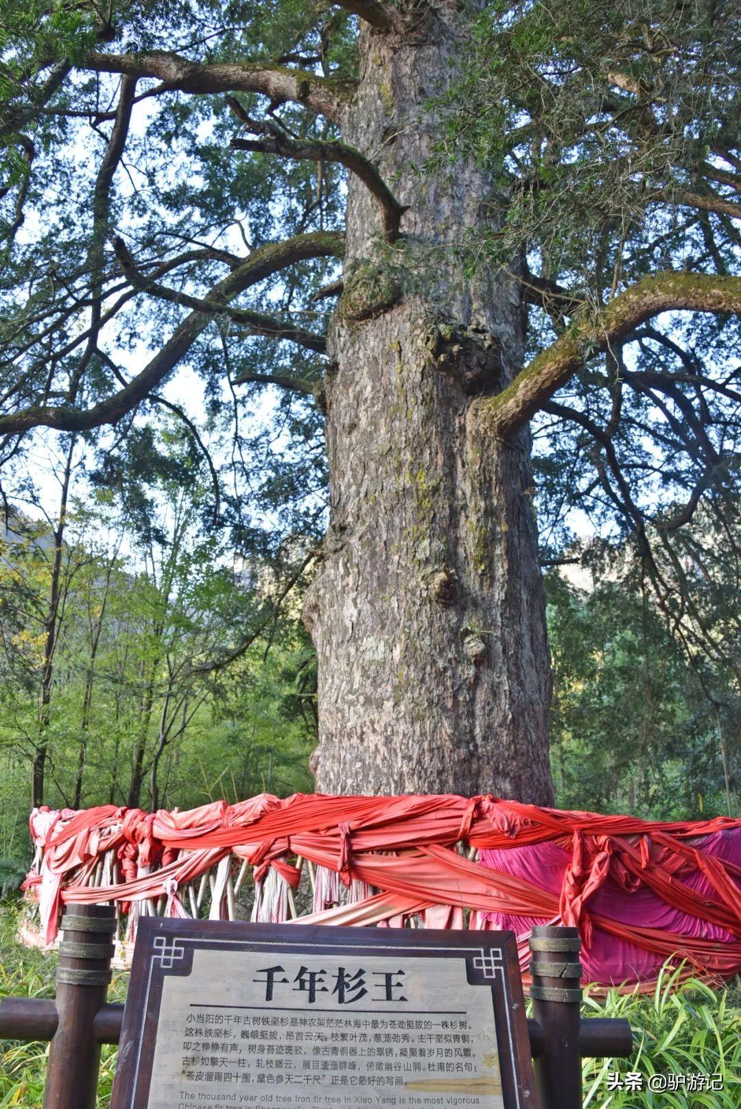 神农架武当山旅游攻略-湖北神农架武当山旅游攻略(图70) 湖北神农架武当山旅游攻略_武当山神农架四日游_神农架武当山旅游攻略
