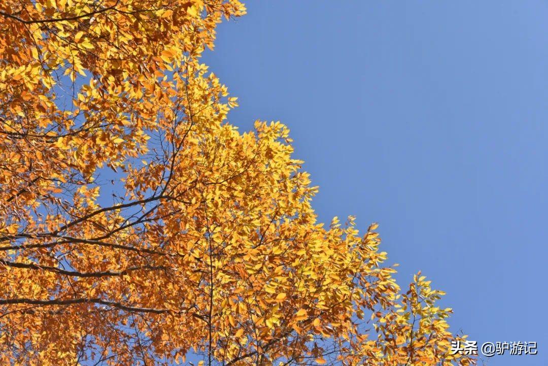 神农架武当山旅游攻略-湖北神农架武当山旅游攻略(图8) 武当山神农架四日游_湖北神农架武当山旅游攻略_神农架武当山旅游攻略