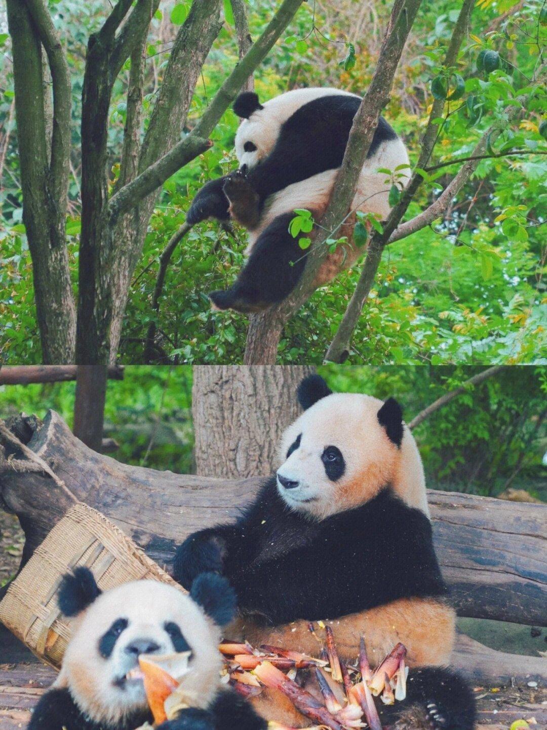 成都到汶川旅游攻略-汶川攻略成都旅游到哪里好玩(图3) 成都到汶川一日游_成都到汶川旅游攻略_汶川攻略成都旅游到哪里好玩