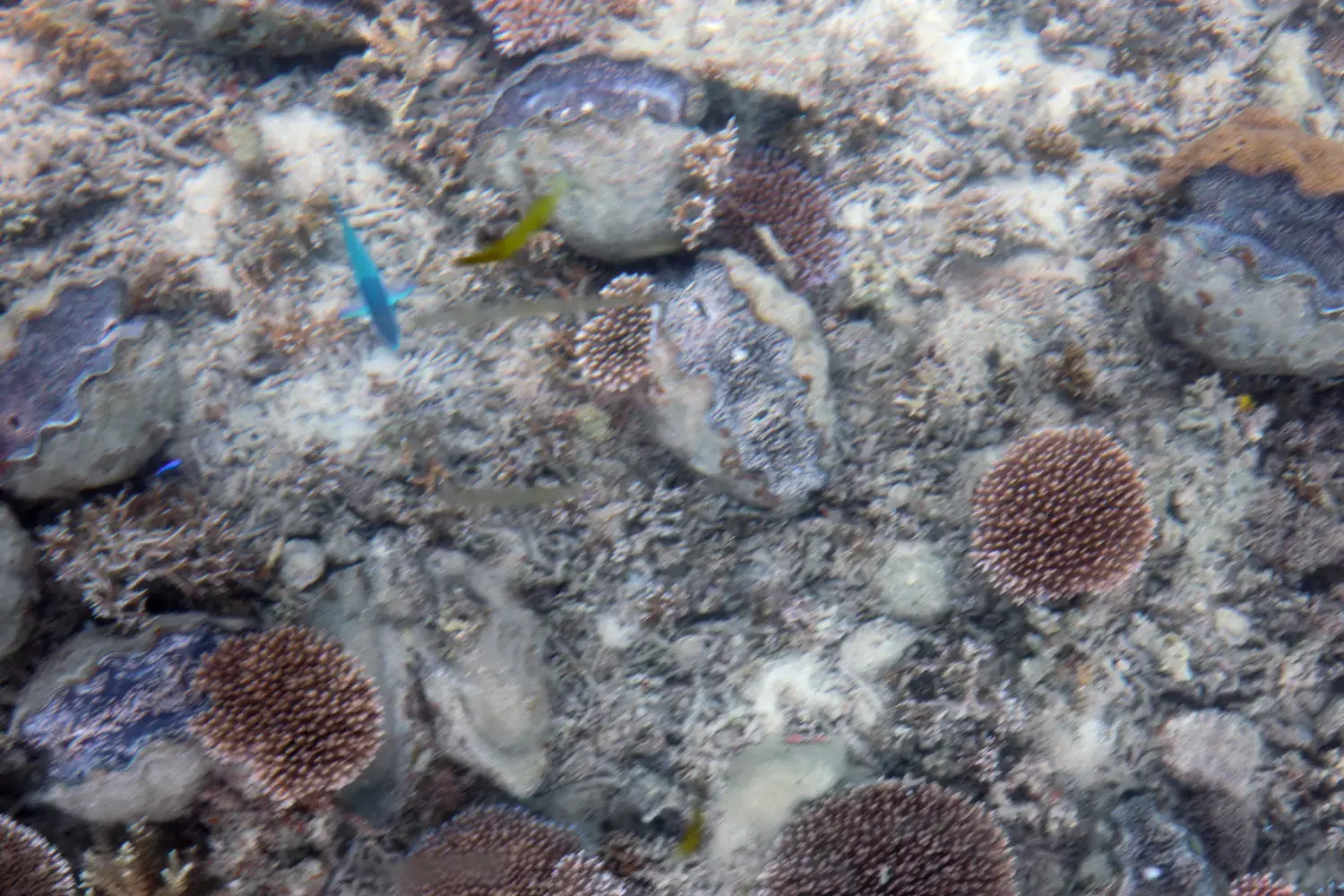 邮轮冲绳旅游攻略-旅游游轮游日本冲绳岛(图8) 旅游游轮游日本冲绳岛_冲绳邮轮下船自由活动_邮轮冲绳旅游攻略