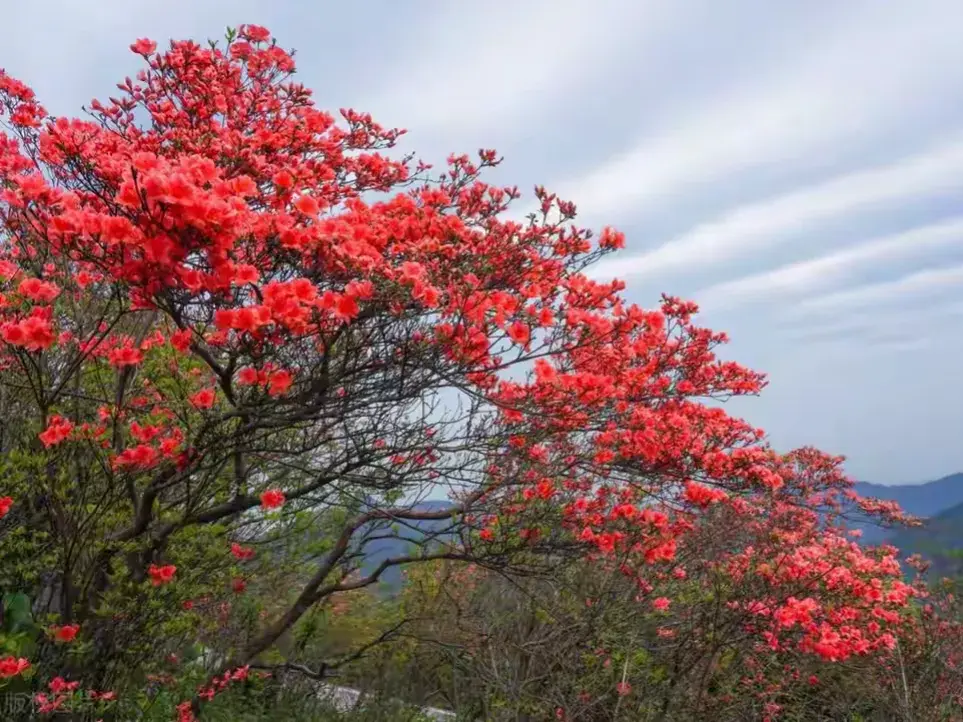 北投阳明山国家公园旅游攻略-阳明山体公园(图21) 阳明山体公园_阳明山自然公园_北投阳明山国家公园旅游攻略