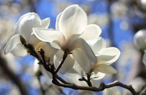 北京怀柔春天旅游攻略_怀柔旅游必去十大景点_怀柔夏季旅游攻略