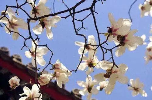 北京怀柔春天旅游攻略_怀柔夏季旅游攻略_怀柔旅游必去十大景点