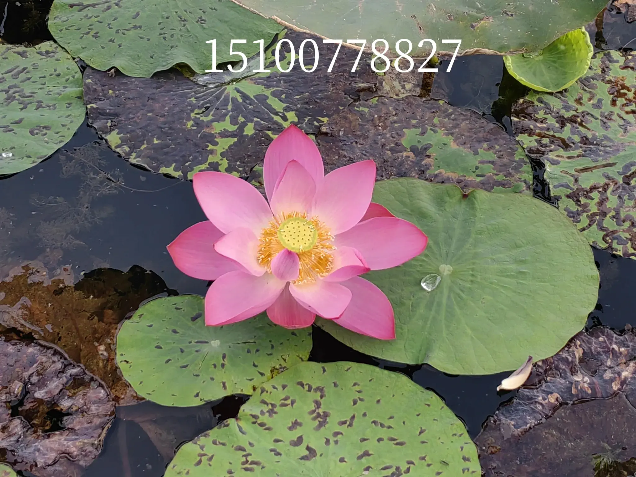 攻略白洋淀旅游北京路线_白洋淀旅游点_北京白洋淀旅游攻略