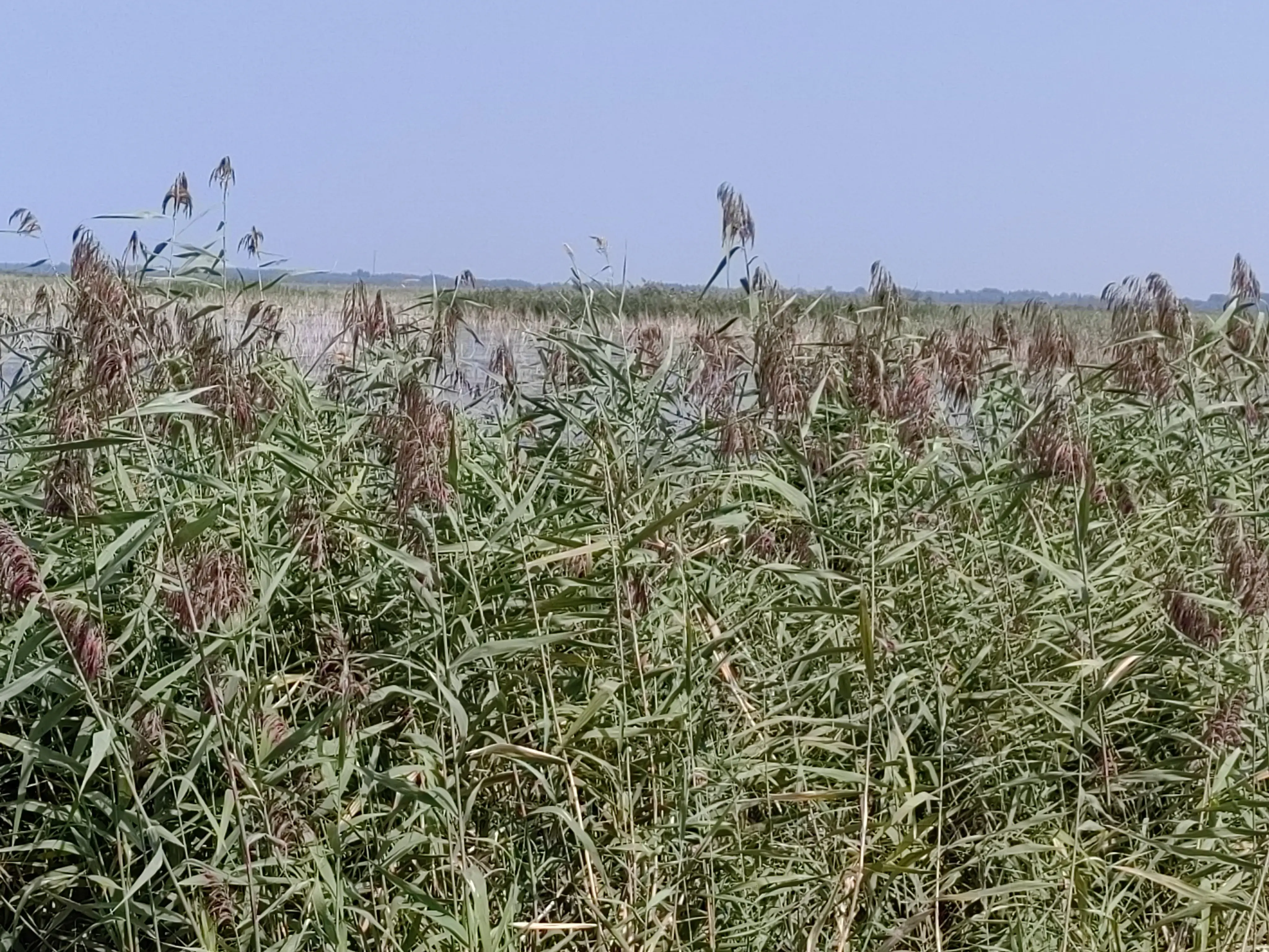 白洋淀旅游点_北京白洋淀旅游攻略_攻略白洋淀旅游北京路线