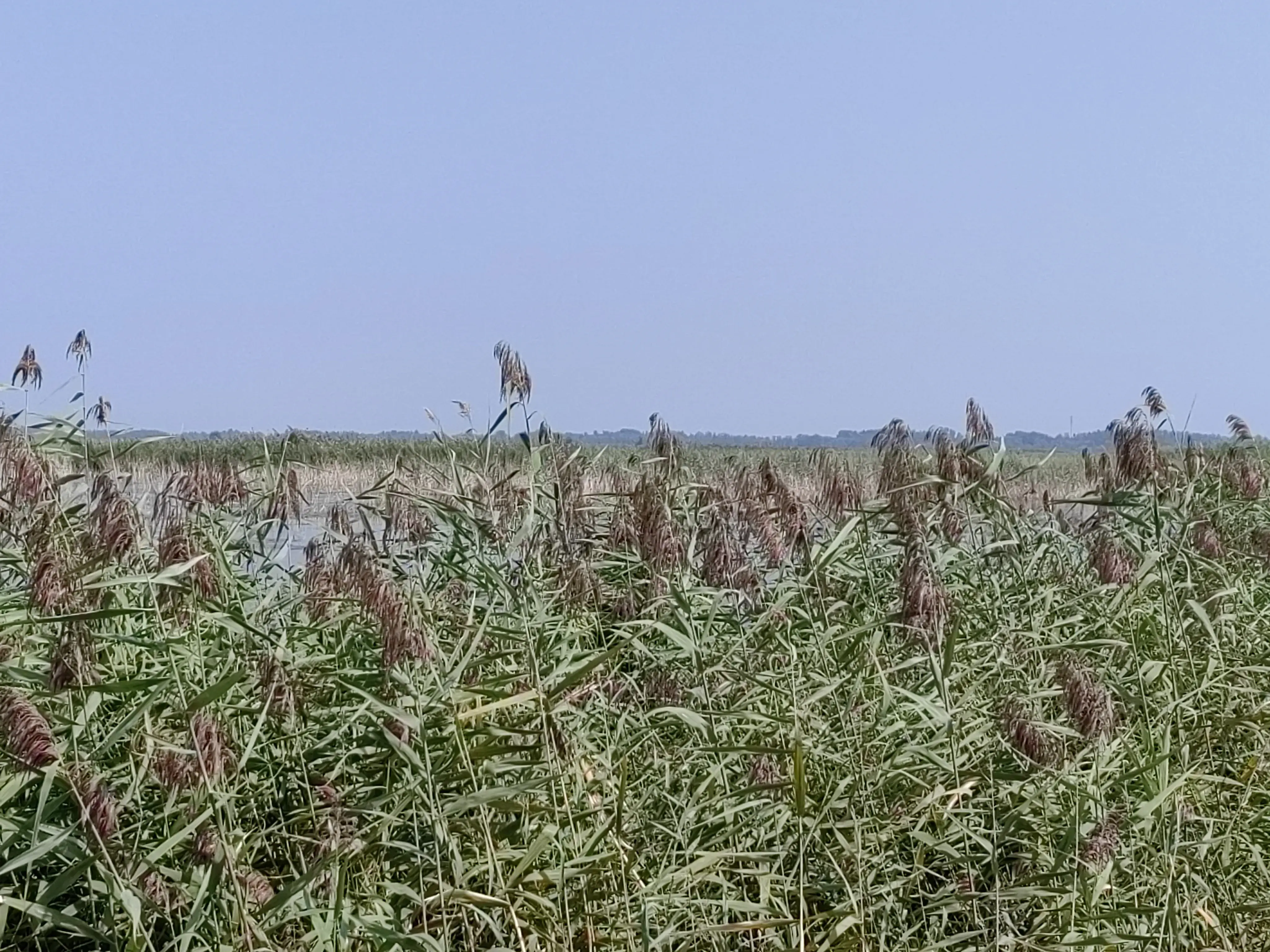北京白洋淀旅游攻略_白洋淀旅游点_攻略白洋淀旅游北京路线