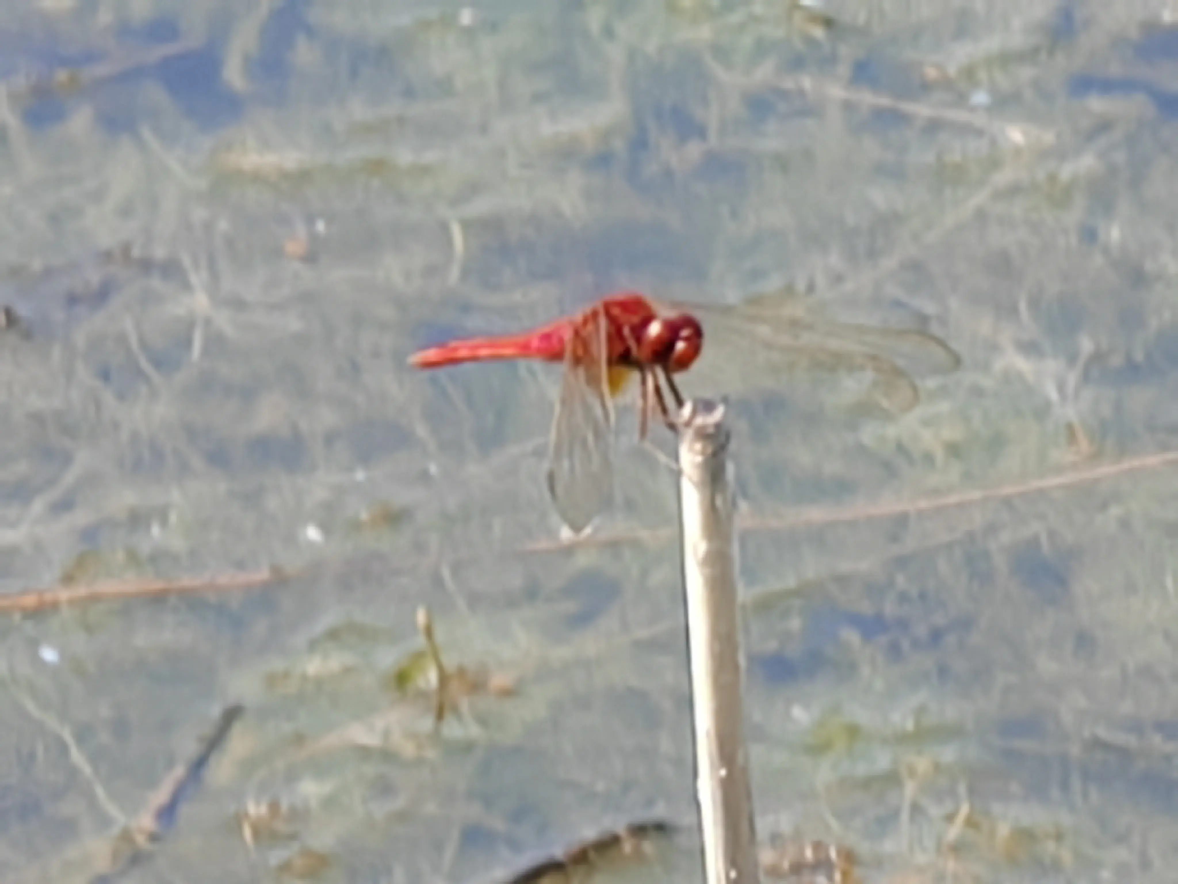 北京白洋淀旅游攻略_白洋淀旅游点_攻略白洋淀旅游北京路线