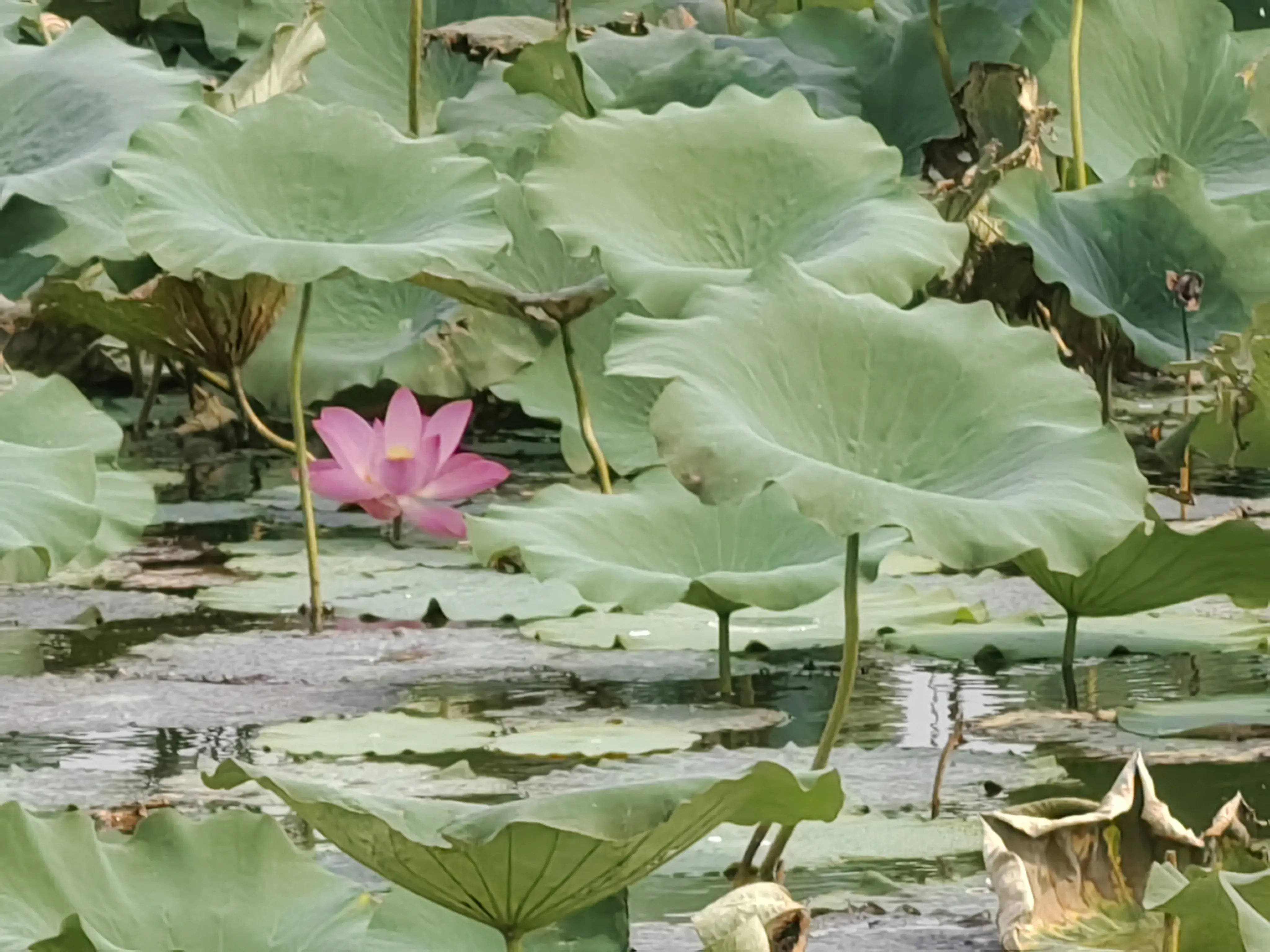 攻略白洋淀旅游北京路线_白洋淀旅游点_北京白洋淀旅游攻略