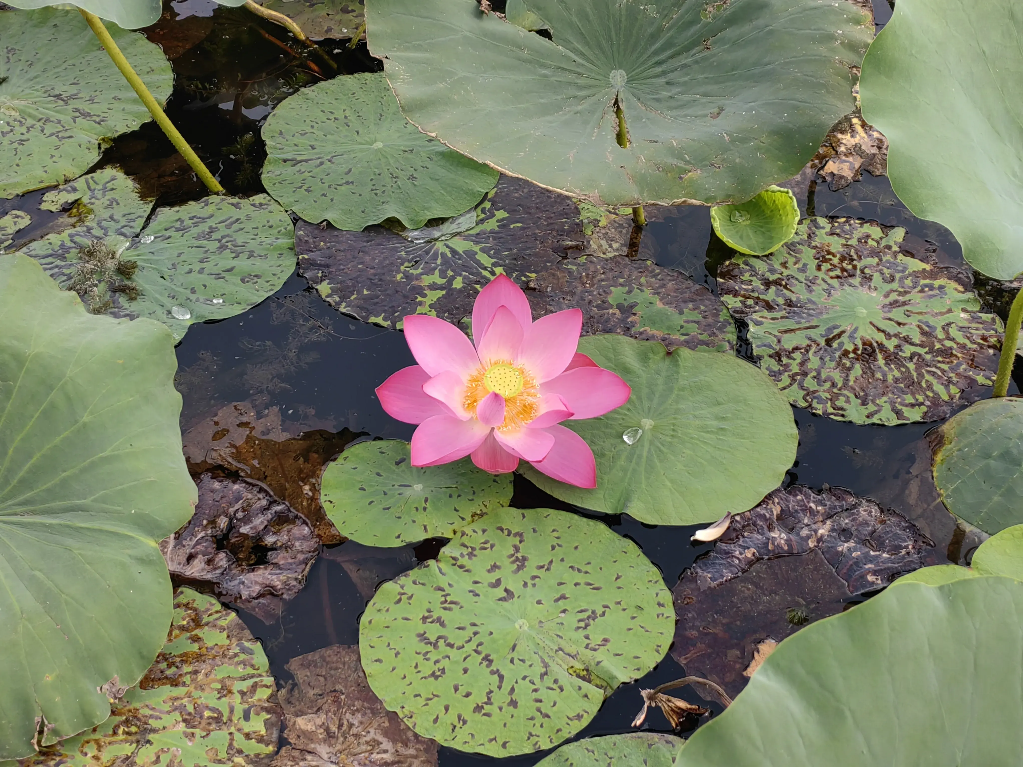 攻略白洋淀旅游北京路线_北京白洋淀旅游攻略_白洋淀旅游点