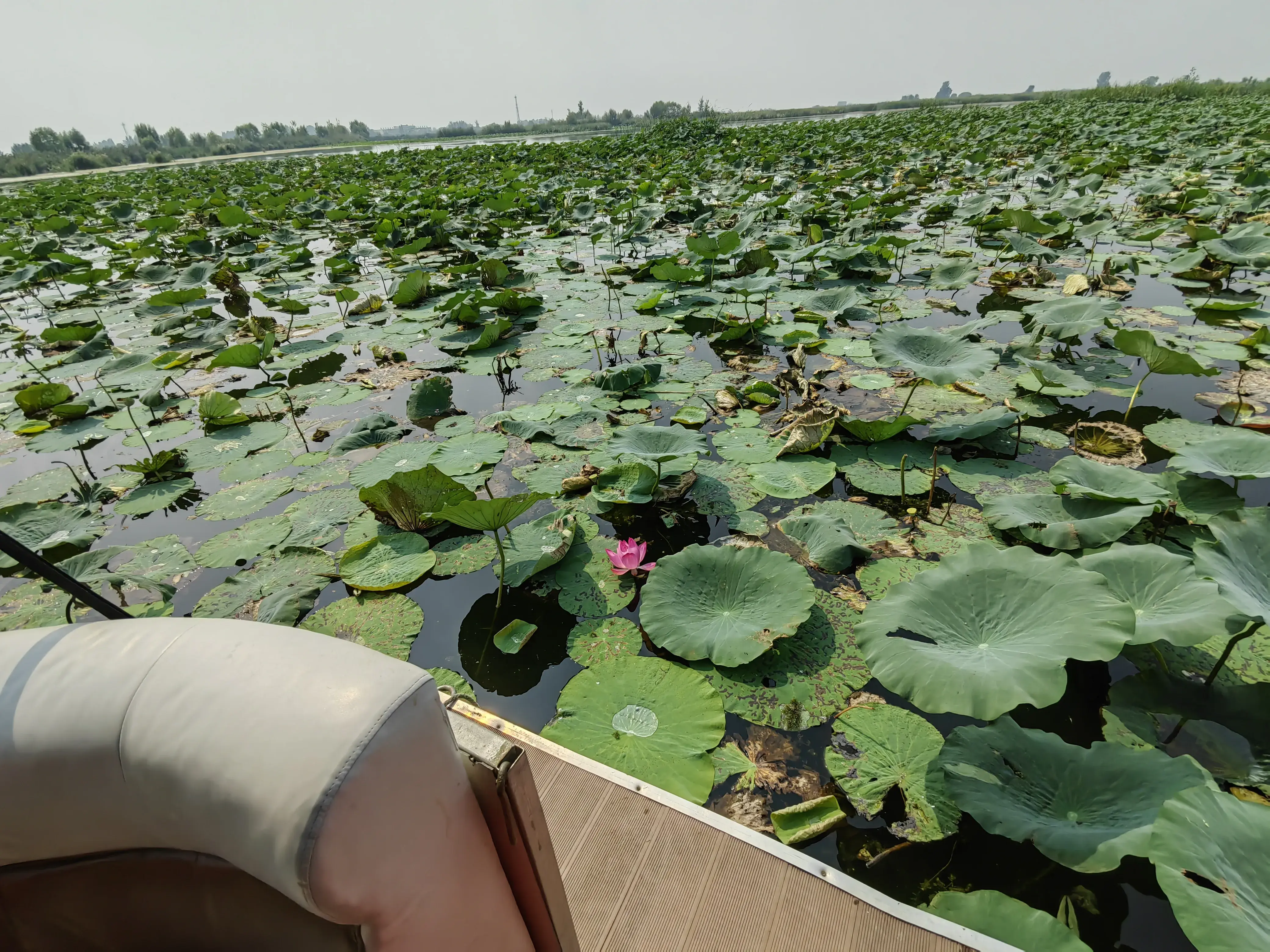 攻略白洋淀旅游北京路线_白洋淀旅游点_北京白洋淀旅游攻略