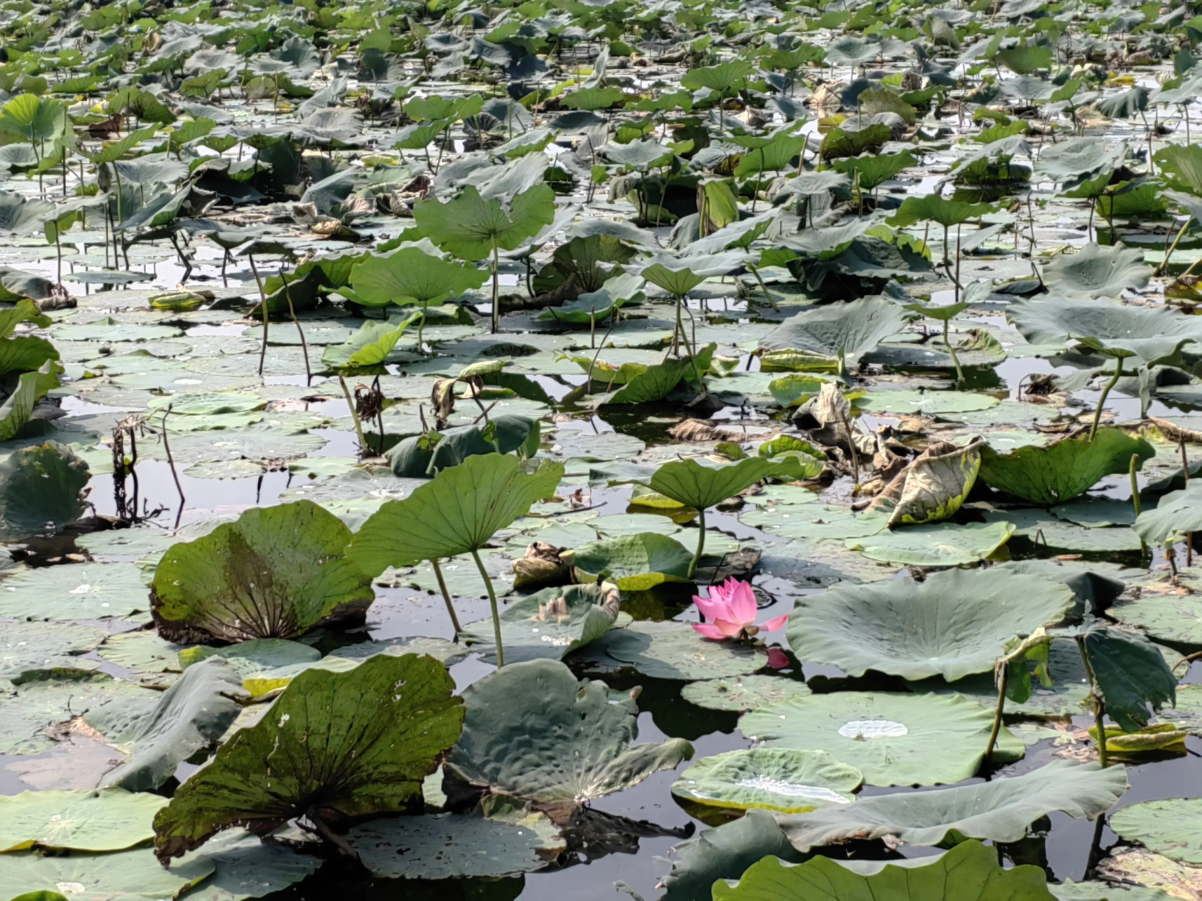 白洋淀旅游点_攻略白洋淀旅游北京路线_北京白洋淀旅游攻略