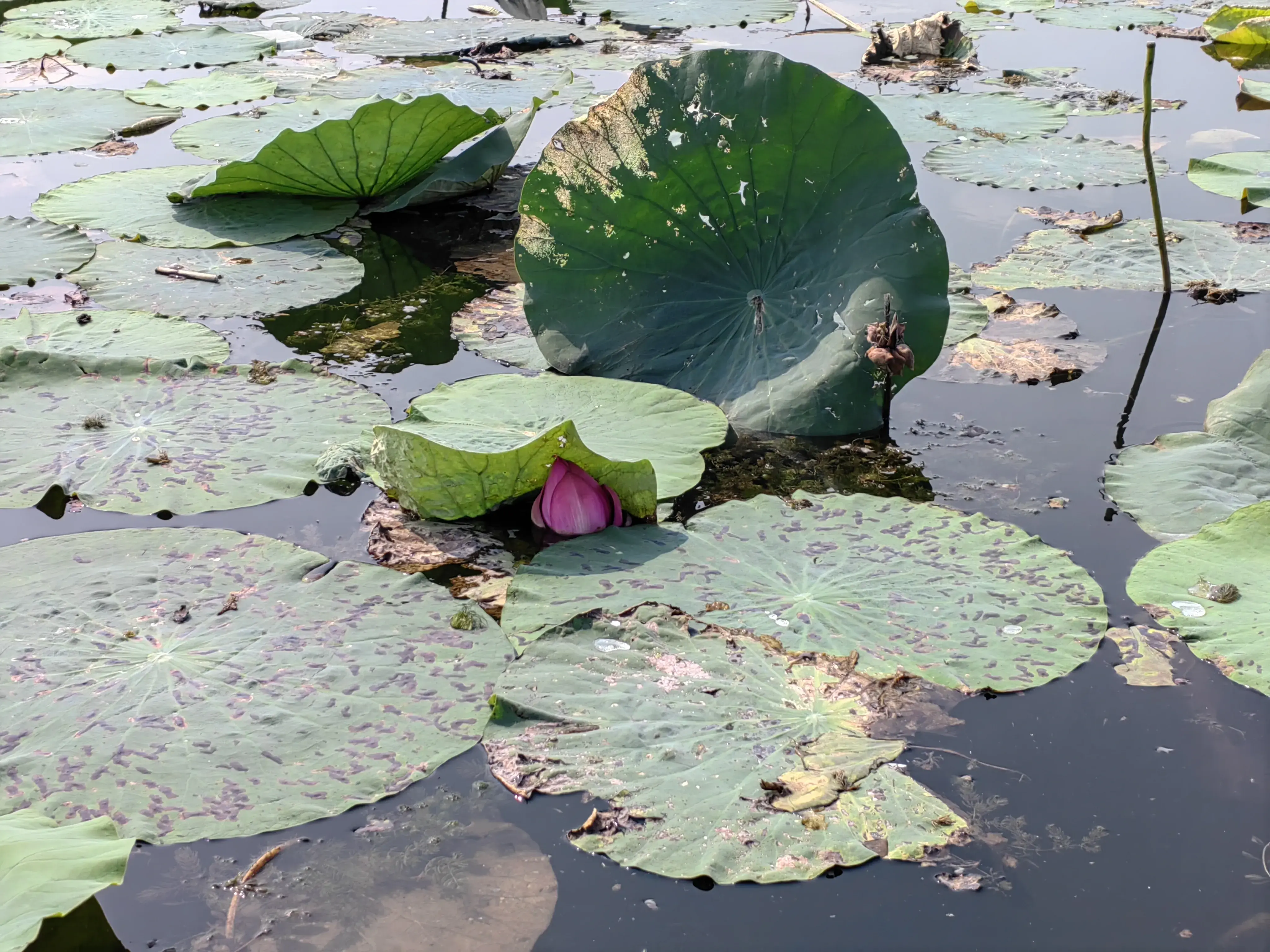 白洋淀旅游点_攻略白洋淀旅游北京路线_北京白洋淀旅游攻略