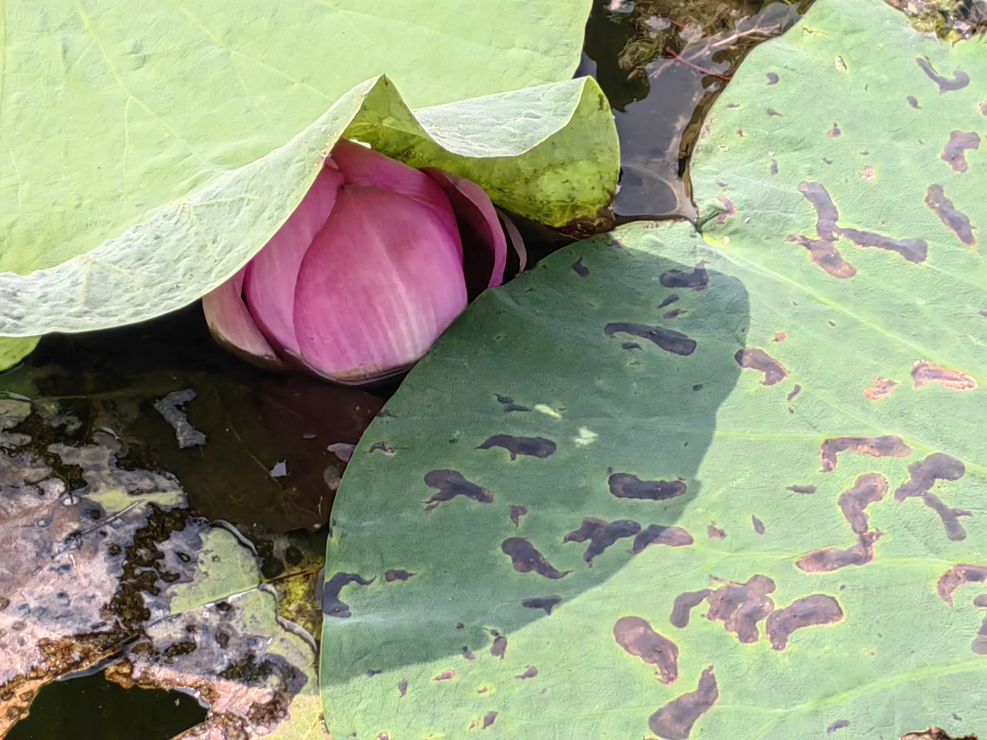 北京白洋淀旅游攻略_白洋淀旅游点_攻略白洋淀旅游北京路线