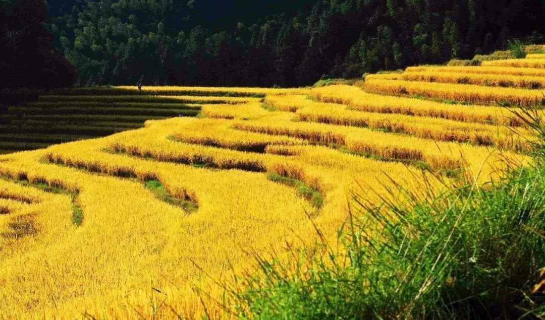 清远南岗千年瑶寨_三排瑶寨旅游攻略_南岗千年瑶寨旅游攻略