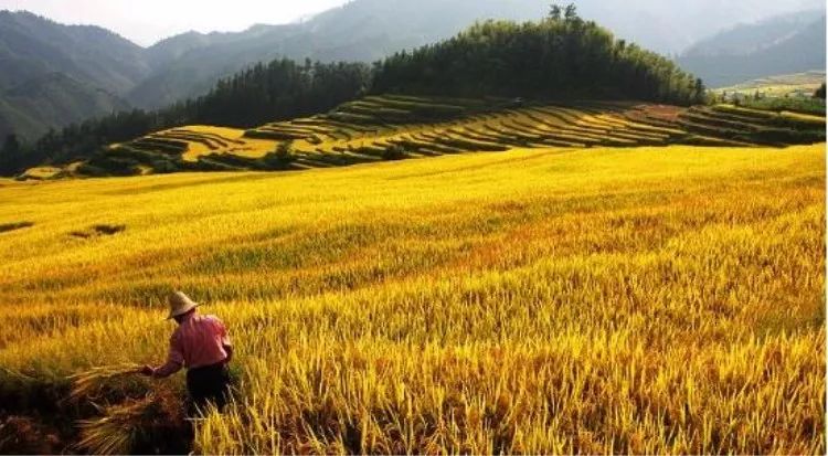 南岗千年瑶寨旅游攻略_清远南岗千年瑶寨_三排瑶寨旅游攻略