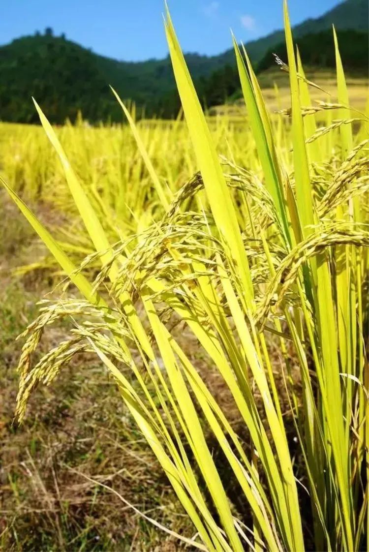 清远南岗千年瑶寨_南岗千年瑶寨旅游攻略_三排瑶寨旅游攻略