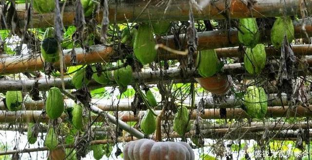 攻略腾冲旅游图片欣赏_腾冲旅游攻略图片_去腾冲旅游攻略