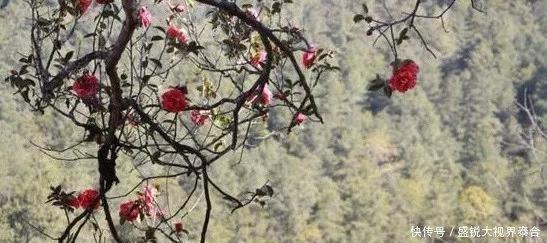 攻略腾冲旅游图片欣赏_去腾冲旅游攻略_腾冲旅游攻略图片