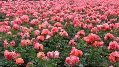 安仁古镇游记_古镇攻略旅游安仁路线_安仁古镇旅游攻略