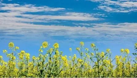 安仁古镇旅游攻略_安仁古镇游记_古镇攻略旅游安仁路线