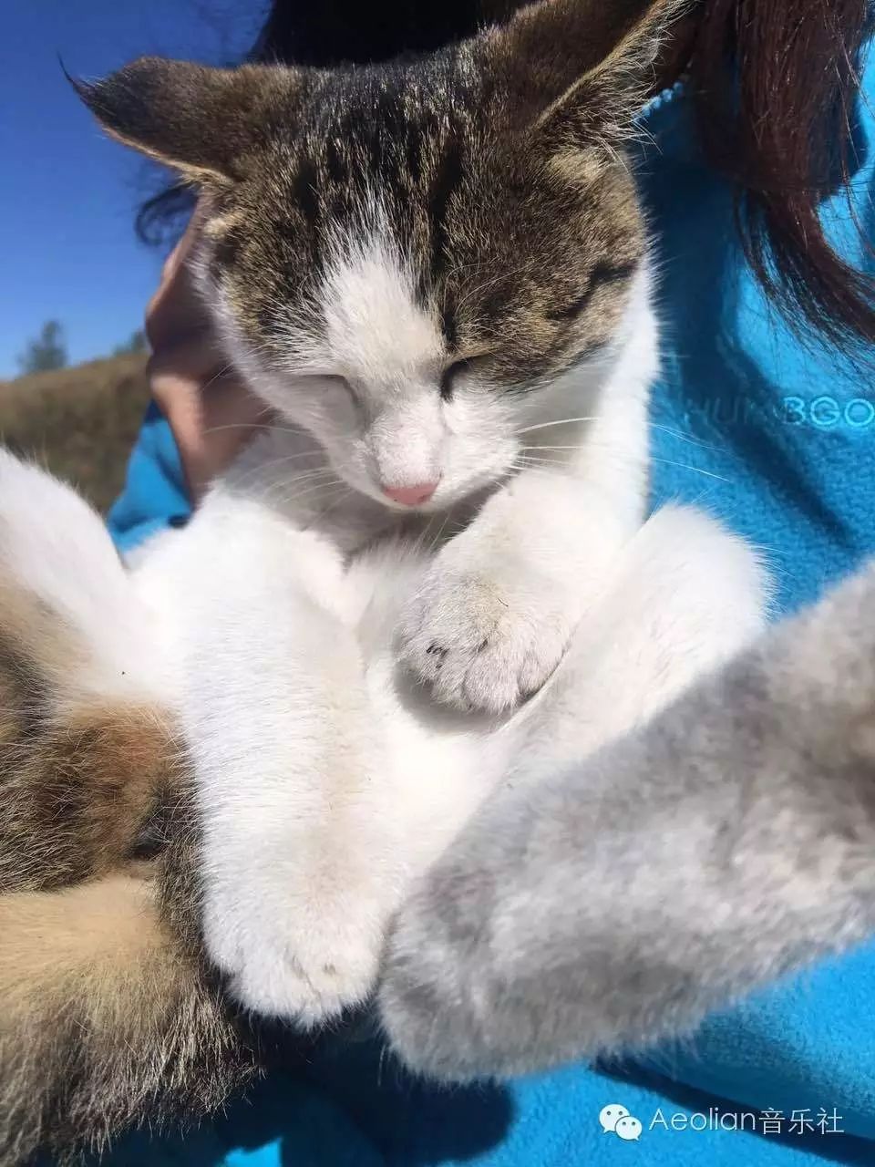 喀纳斯湖旅游攻略-喀纳斯湖游玩(图7) 喀纳斯湖游玩_喀纳斯游湖大概多长时间_喀纳斯湖旅游攻略