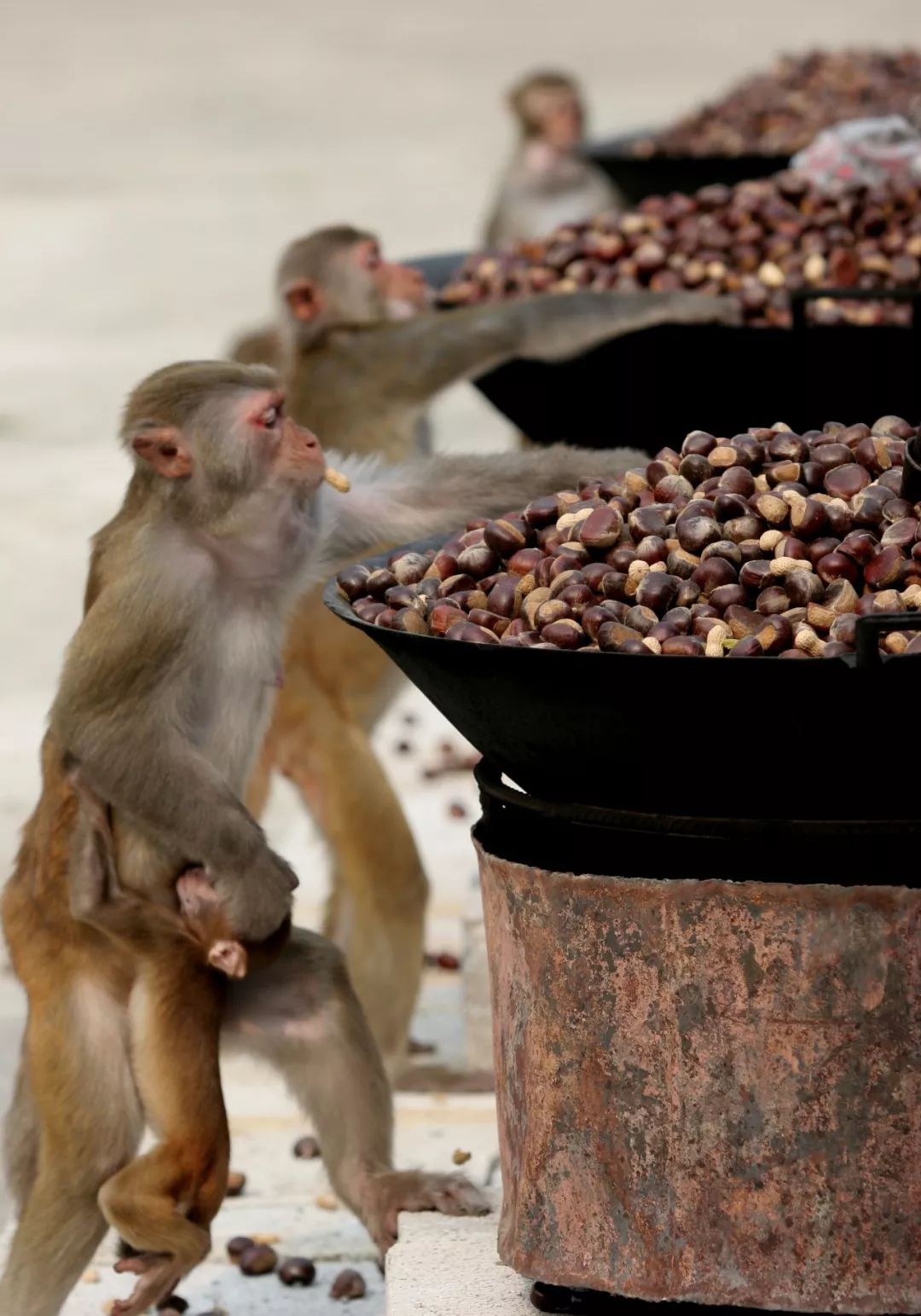 隆安龙虎山旅游攻略_龙虎山隆安_隆安龙虎山门票多少钱