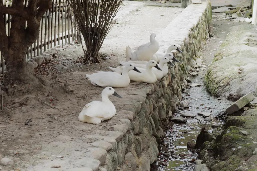 龙岩的山_龙岩冠豸山旅游攻略_龙岩山国家森林公园