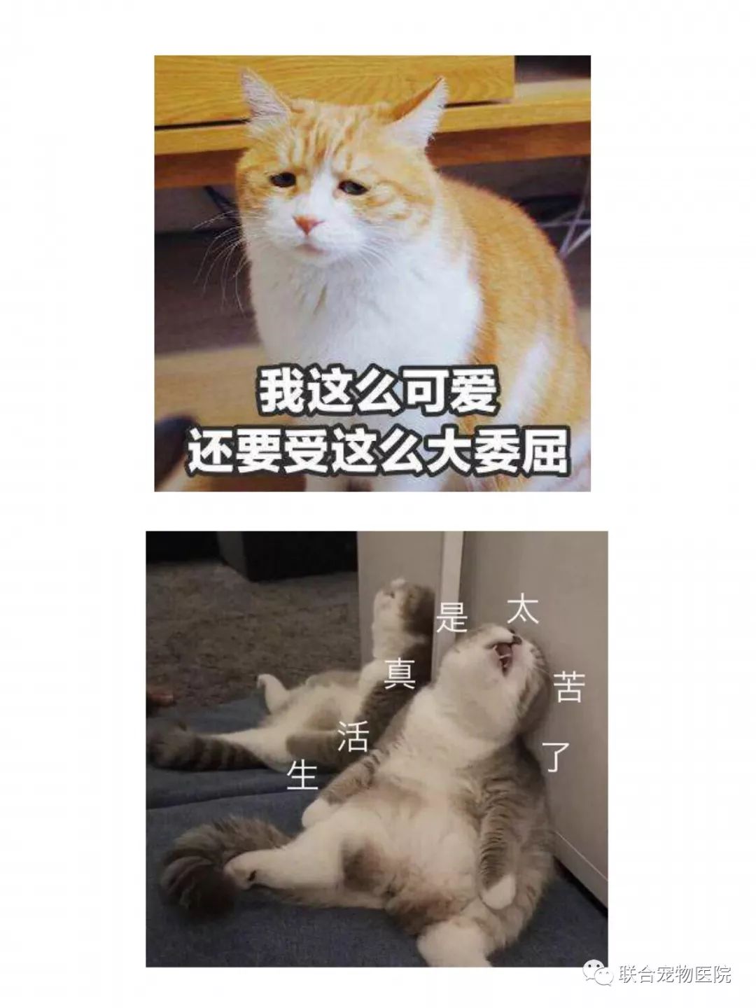 花都小镇_花都欧洲小镇旅游攻略_花都小镇一日游