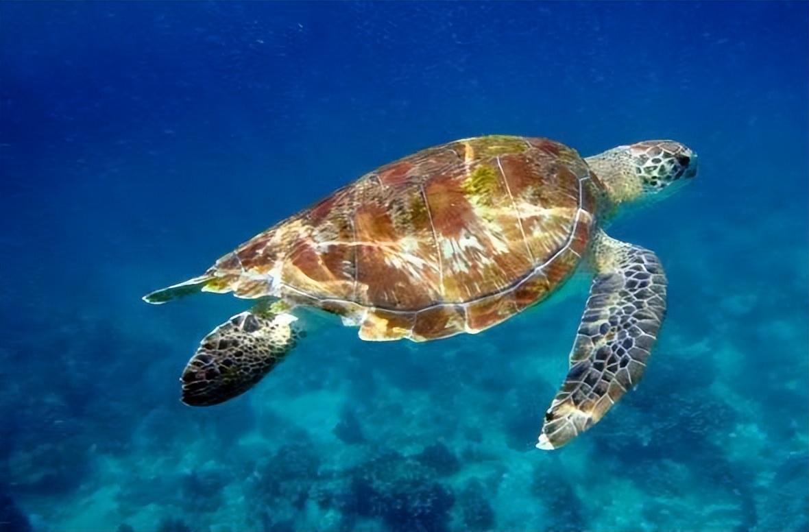 普吉岛旅游攻略 自由行篇-普吉岛旅行团报价(图11) 普吉岛自助旅游_普吉岛旅行团报价_普吉岛旅游攻略 自由行篇