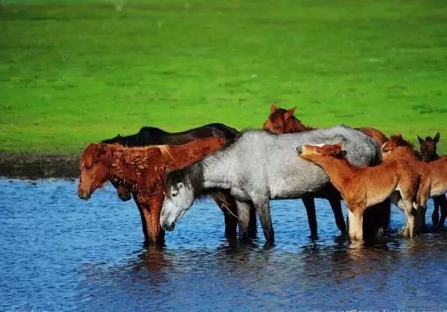 呼伦贝尔旅游攻略相关推荐-呼伦贝尔旅游景点攻略(图23) 呼伦贝尔旅游攻略相关推荐_呼伦贝尔旅游景点攻略_呼伦贝尔旅游攻略线路