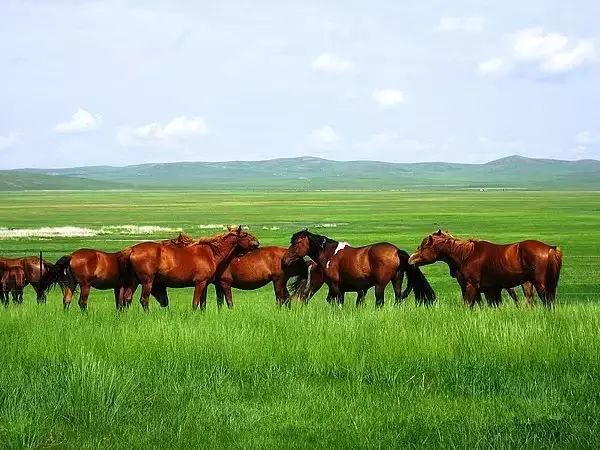 呼伦贝尔旅游攻略相关推荐-呼伦贝尔旅游景点攻略(图35) 呼伦贝尔旅游景点攻略_呼伦贝尔旅游攻略相关推荐_呼伦贝尔旅游攻略线路