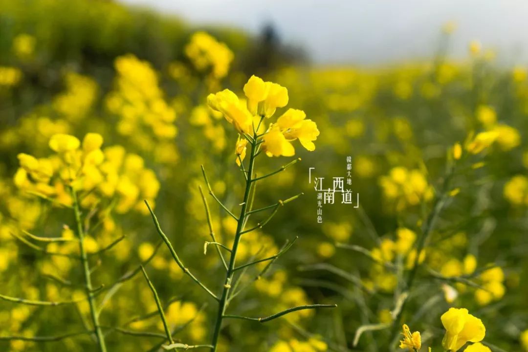 衡阳到井冈山开车要多久_衡阳到井冈山旅游攻略_衡阳去井冈山怎么坐车