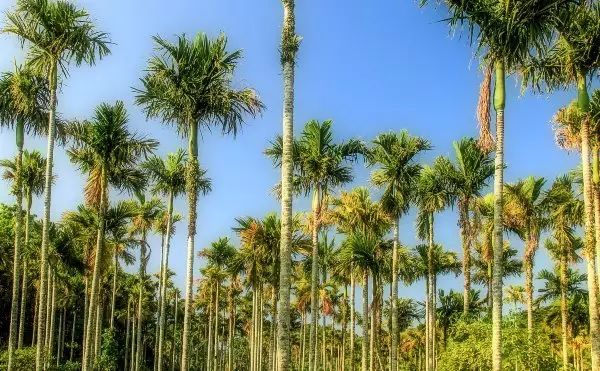 三亚旅游呀诺达_三亚呀诺达旅游攻略_三亚亚诺达景区