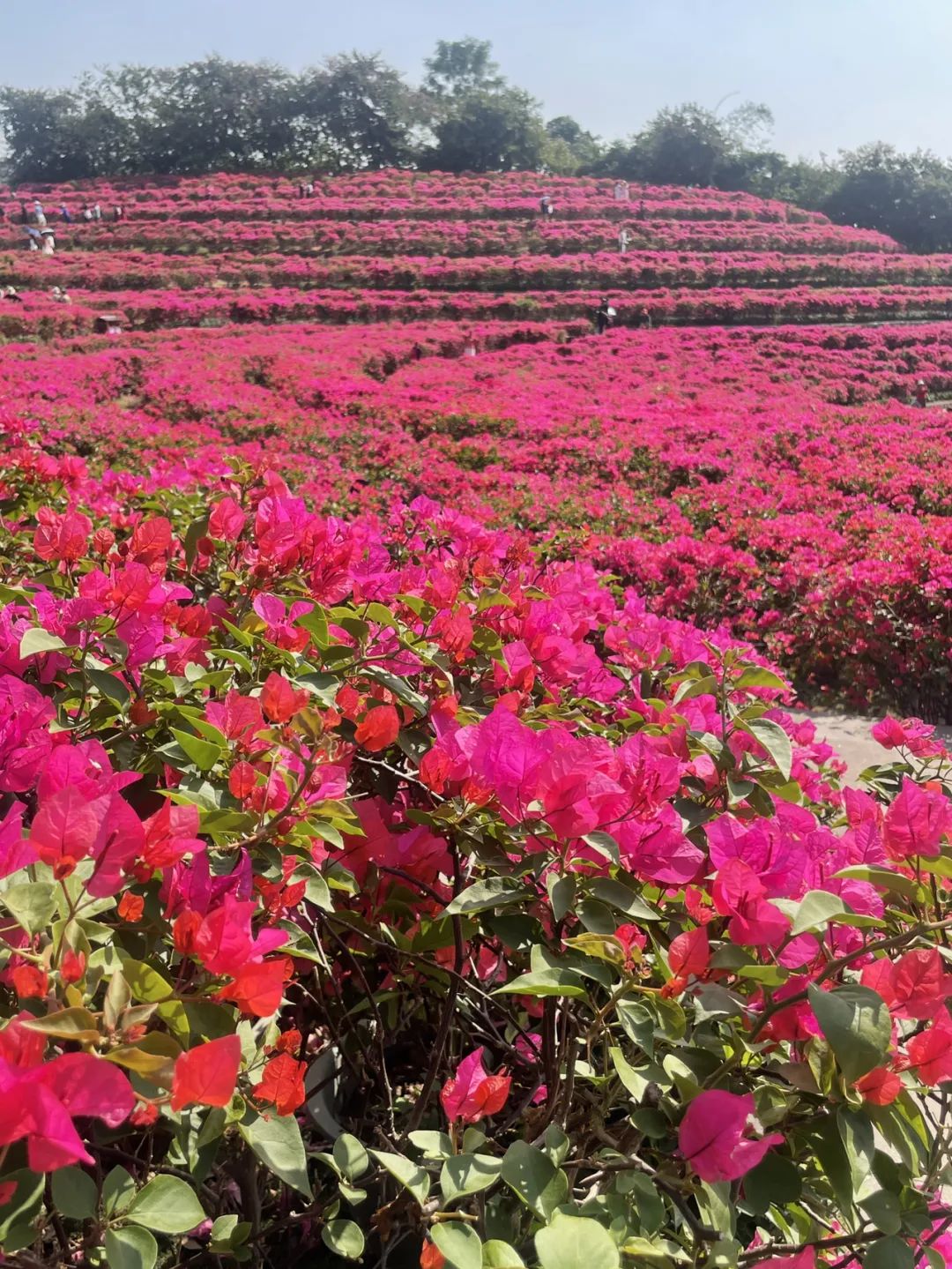 黄果树到南宁沿途有的景点_南宁到黄果树瀑布旅游攻略_南宁到黄果树旅游攻略