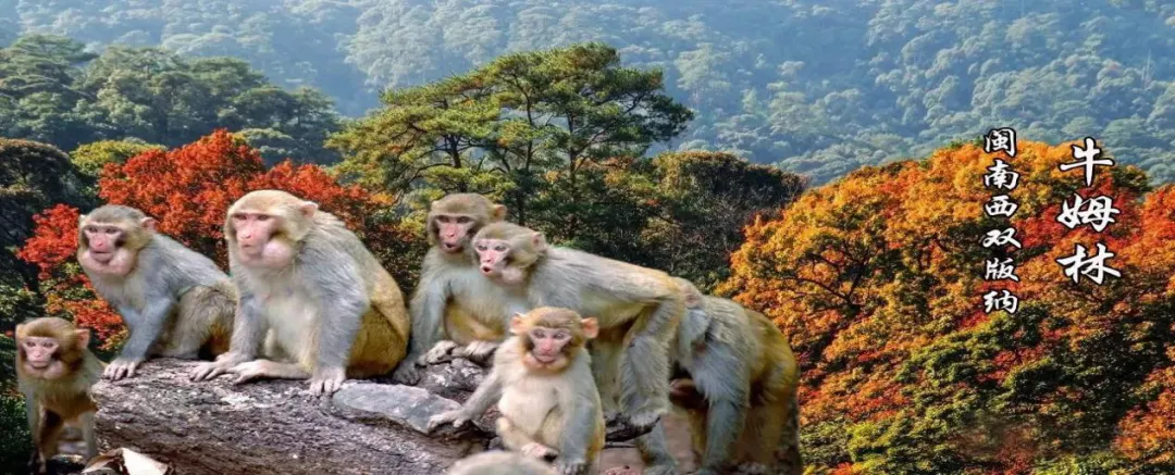 牛姆林旅游攻略_牛姆林要门票吗_牛姆林旅游路线