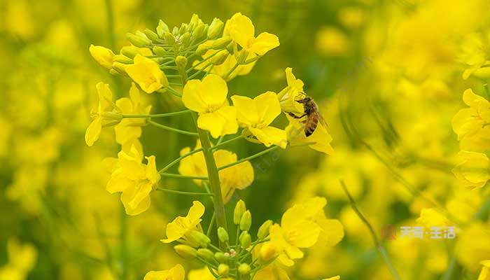 闰四月有啥讲究 闰四月有什么讲究(图2) 闰四月有啥讲究
